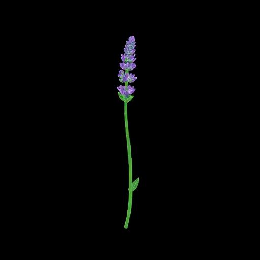 Lavender